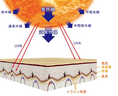 紫外線の説明画像